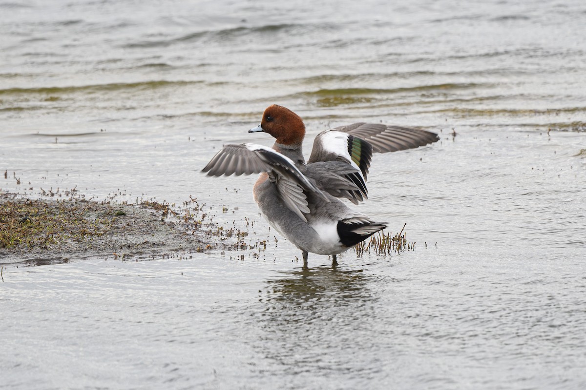 Eurasian Wigeon - ML646647157
