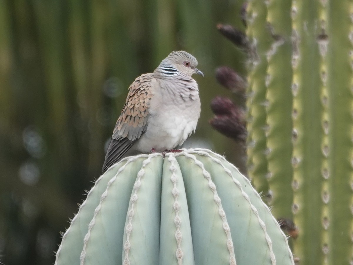European Turtle-Dove - ML646647160