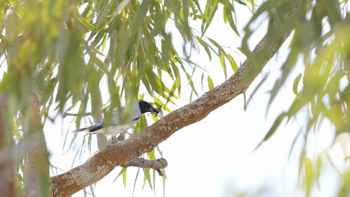 Black-faced Cuckooshrike - ML646647161