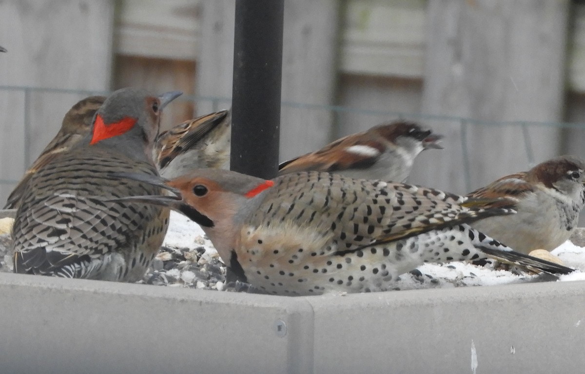 Northern Flicker - ML646647162