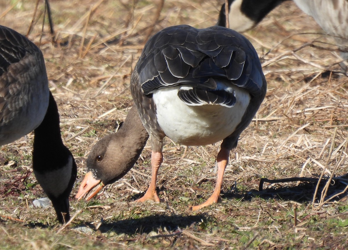 Greater White-fronted Goose - ML646647163