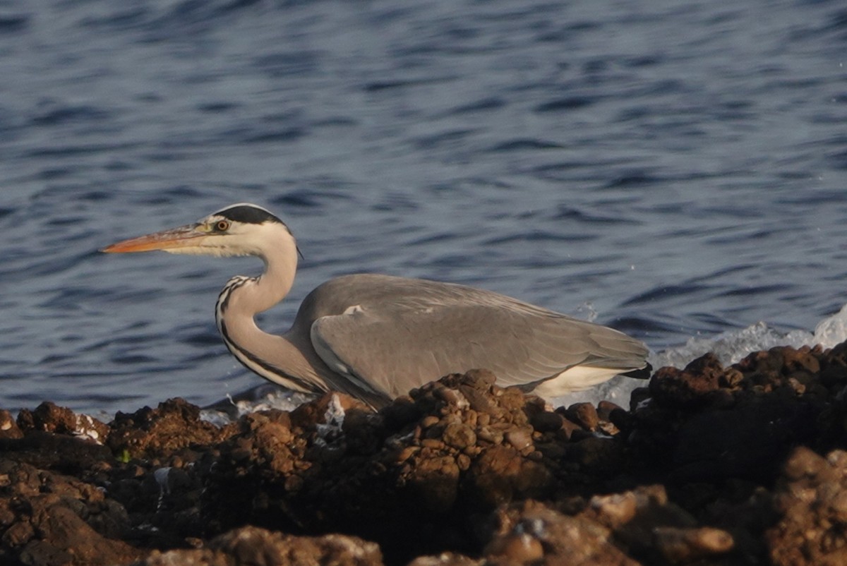 Gray Heron - ML646647164