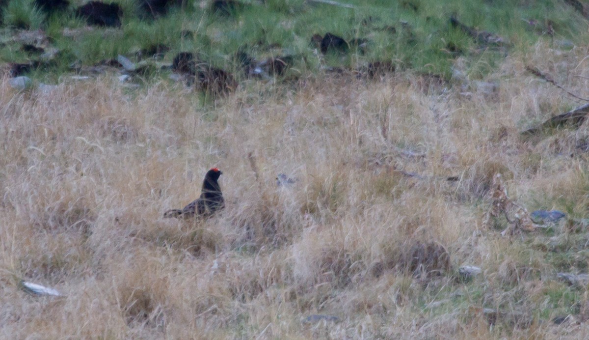 Gallo Lira Caucasiano - ML646647166