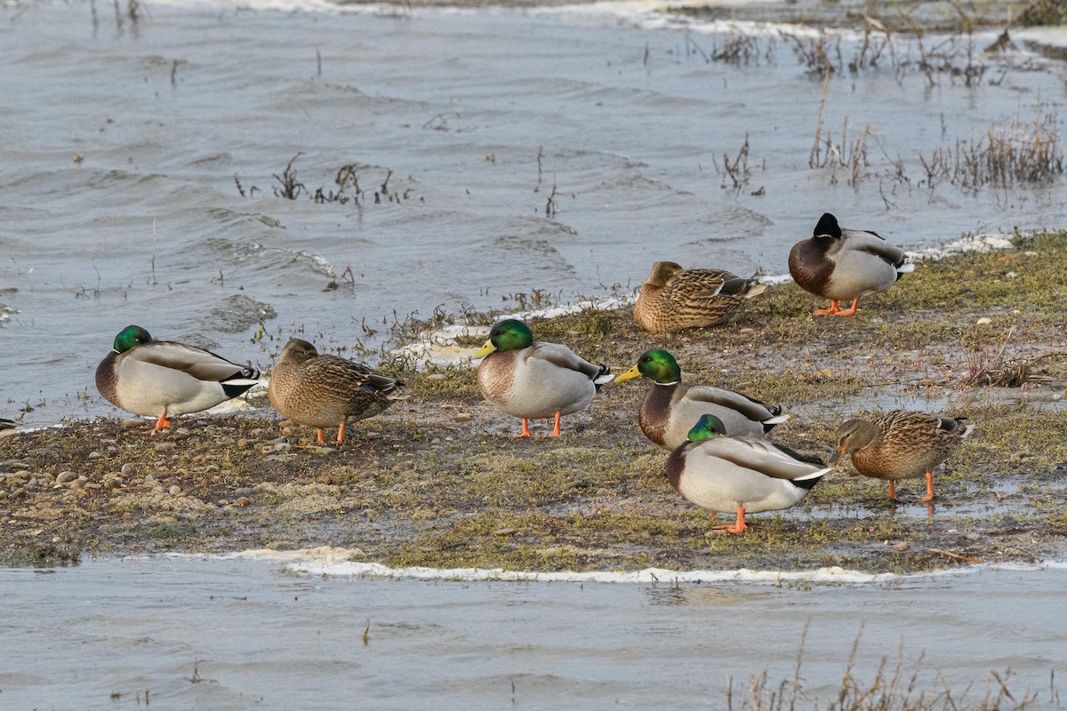 Mallard - ML646647170