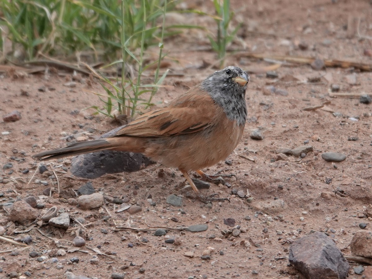 House Bunting - ML646647171