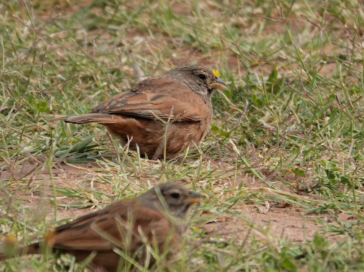 House Bunting - ML646647172