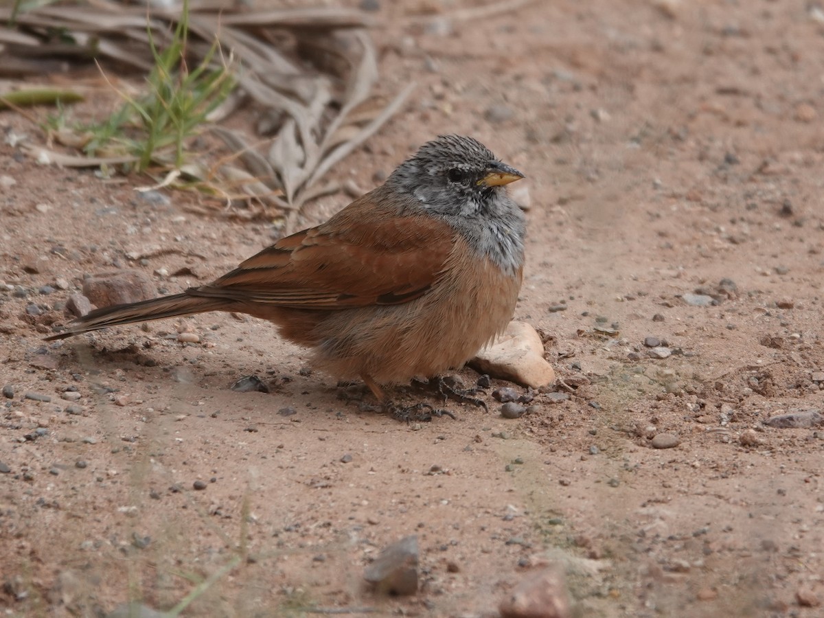 House Bunting - ML646647173