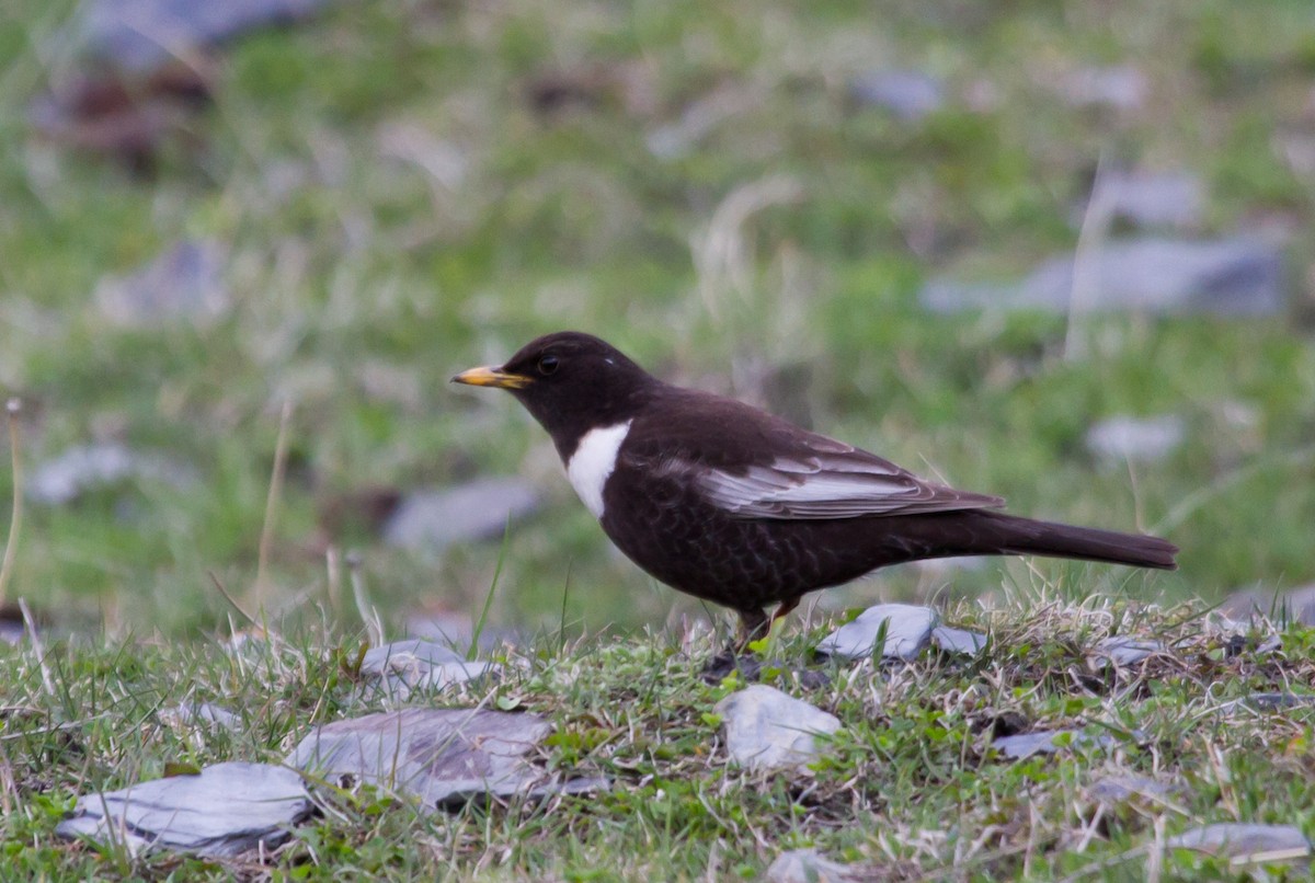 Mirlo Capiblanco (del Cáucaso) - ML646647175