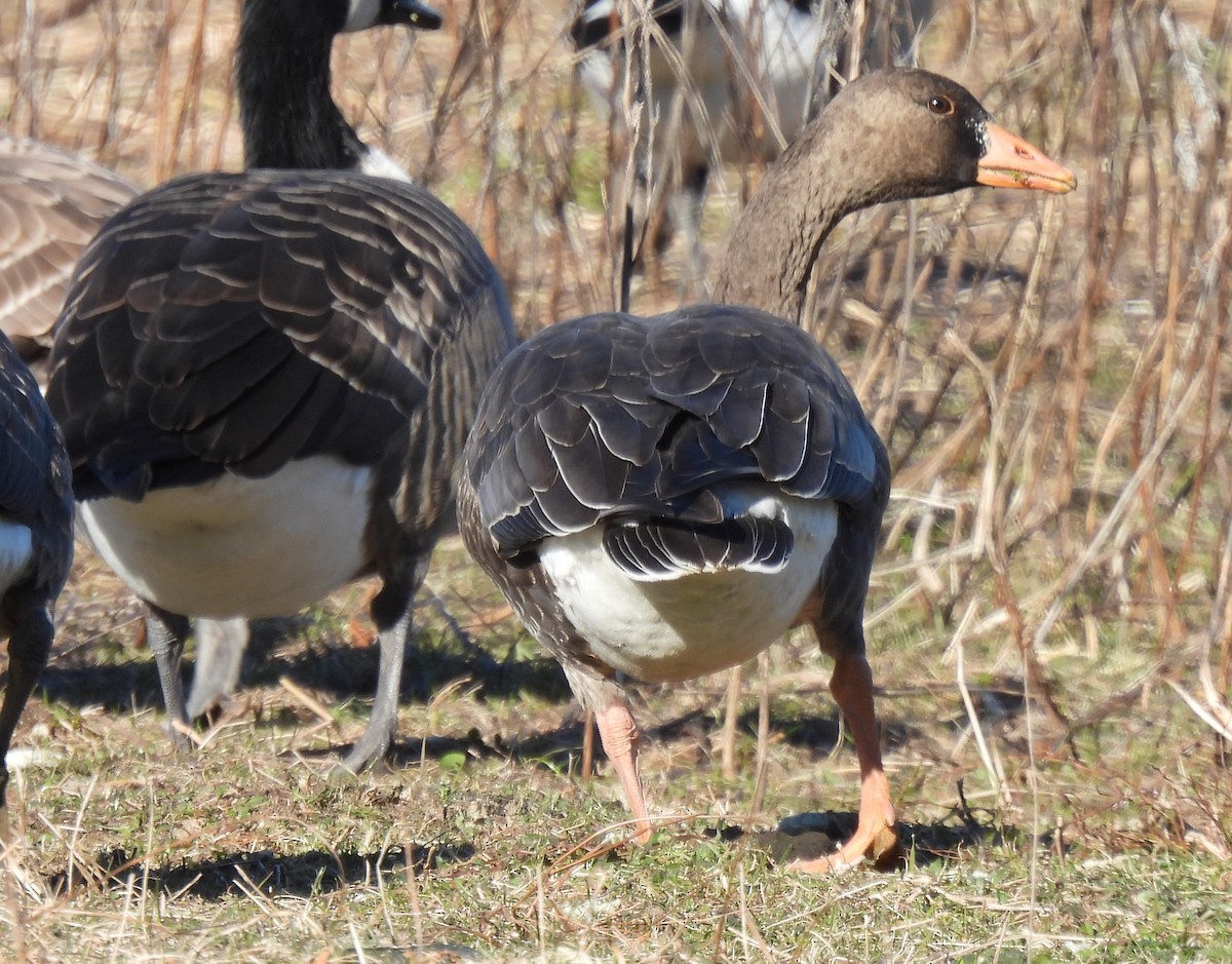 Greater White-fronted Goose - ML646647176