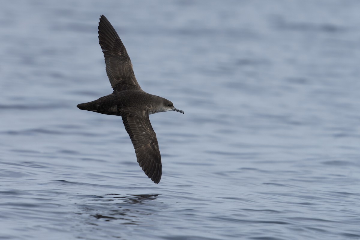 יסעור מערבי - ML646647177