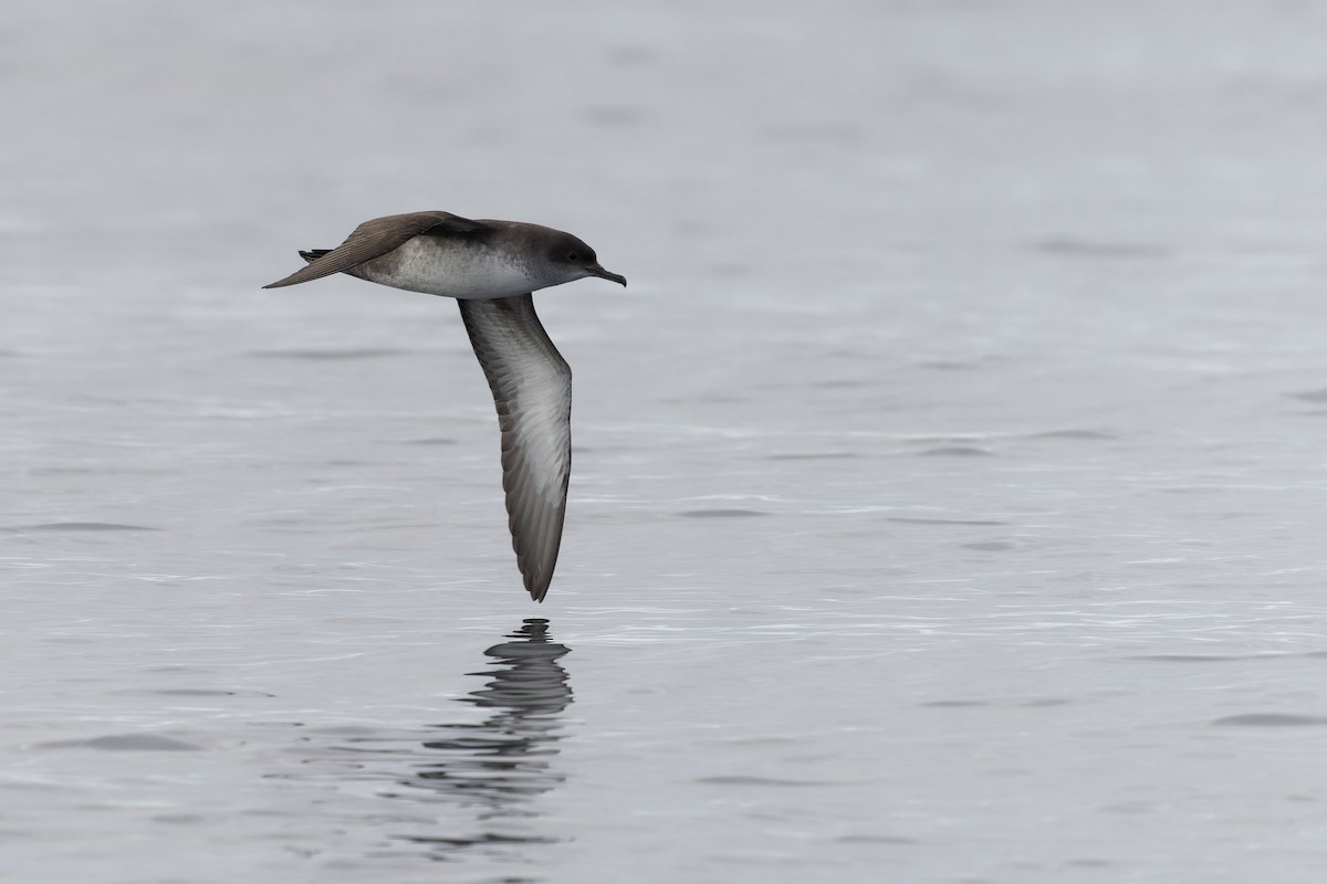 יסעור מערבי - ML646647178