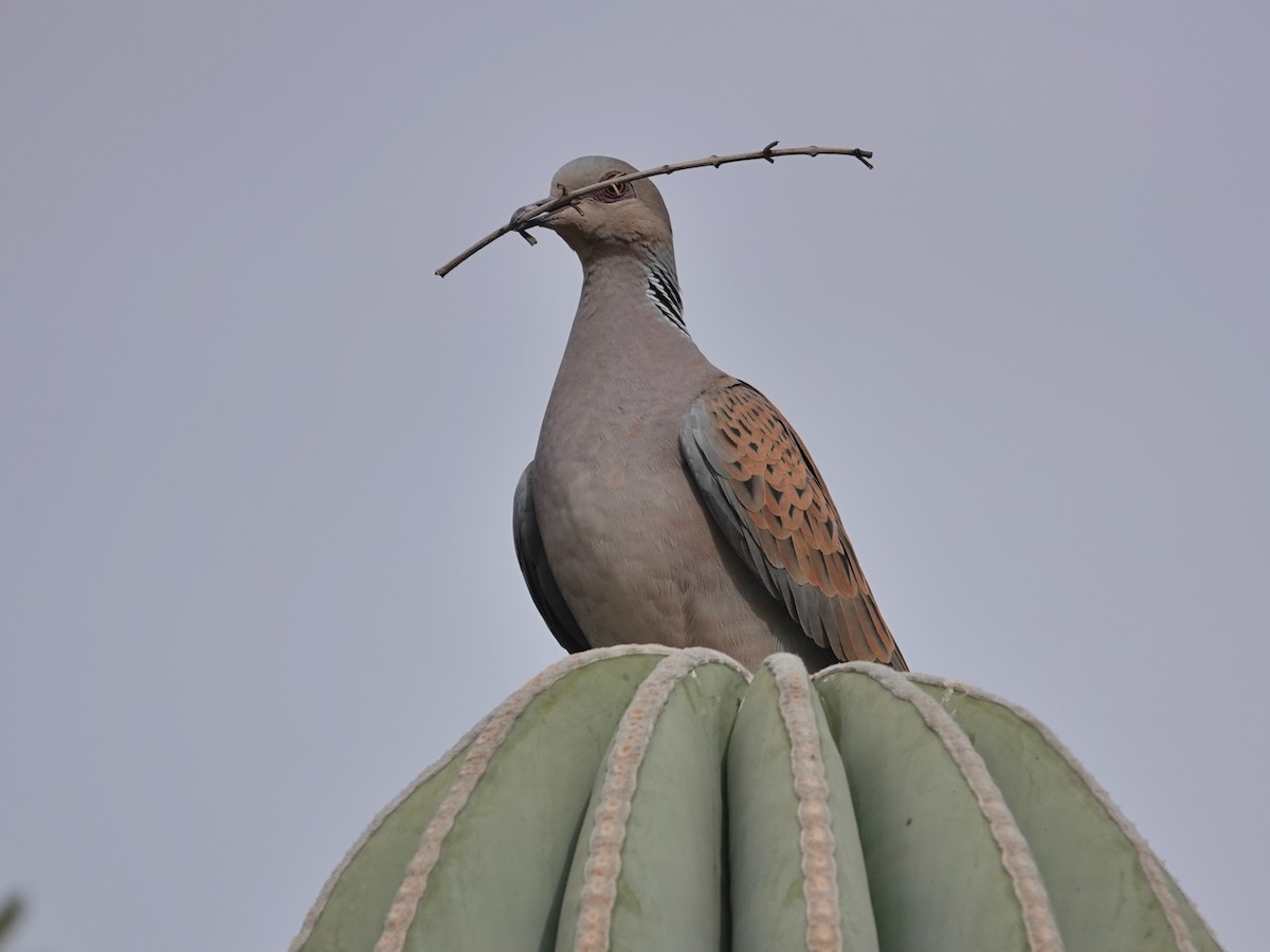 European Turtle-Dove - ML646647180