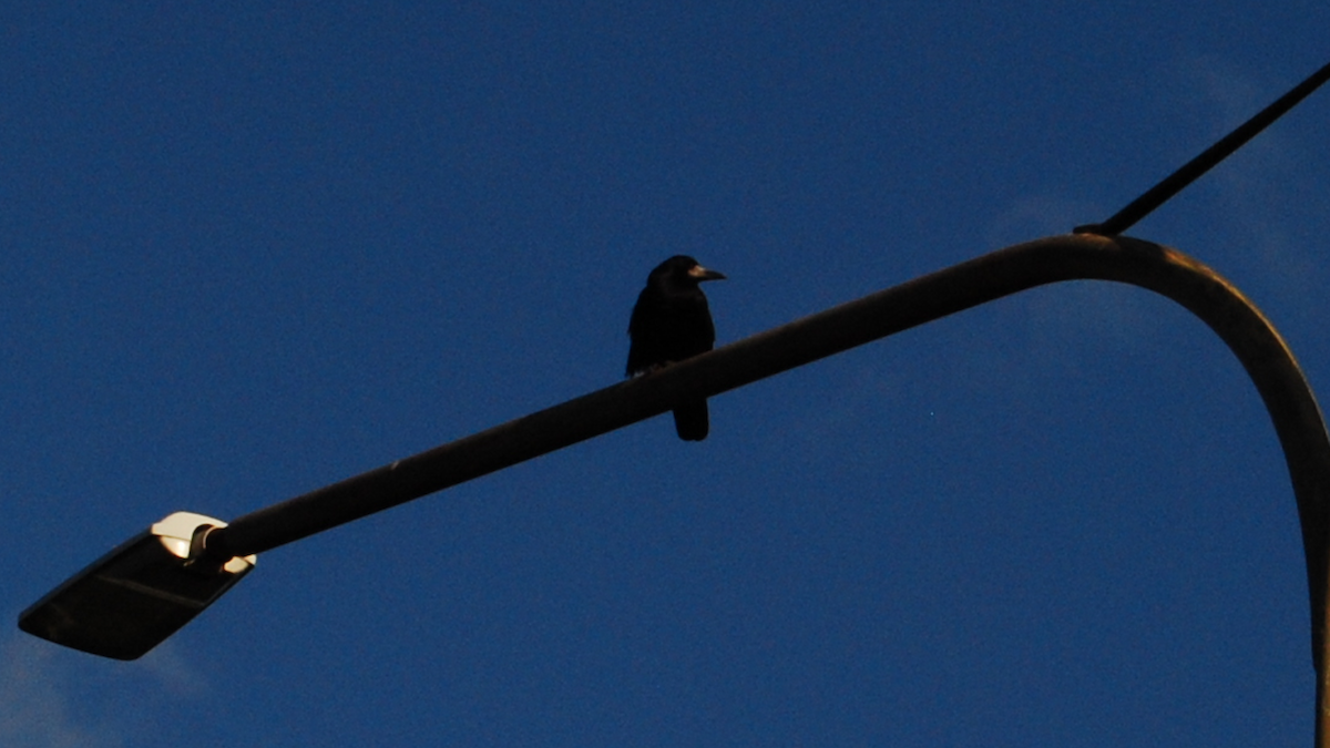 Ekin Kargası - ML646647181