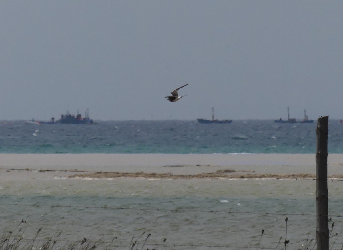 Луговая тиркушка - ML646647190