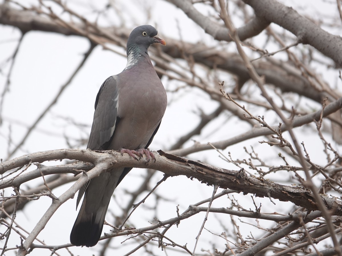 Common Wood-Pigeon - ML646647192