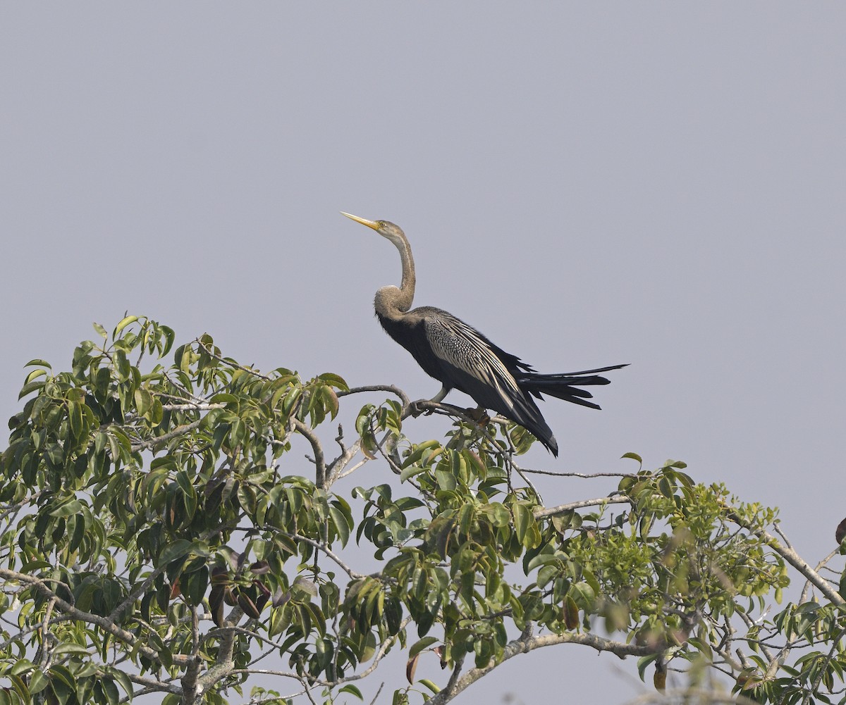 orientslangehals - ML646647193