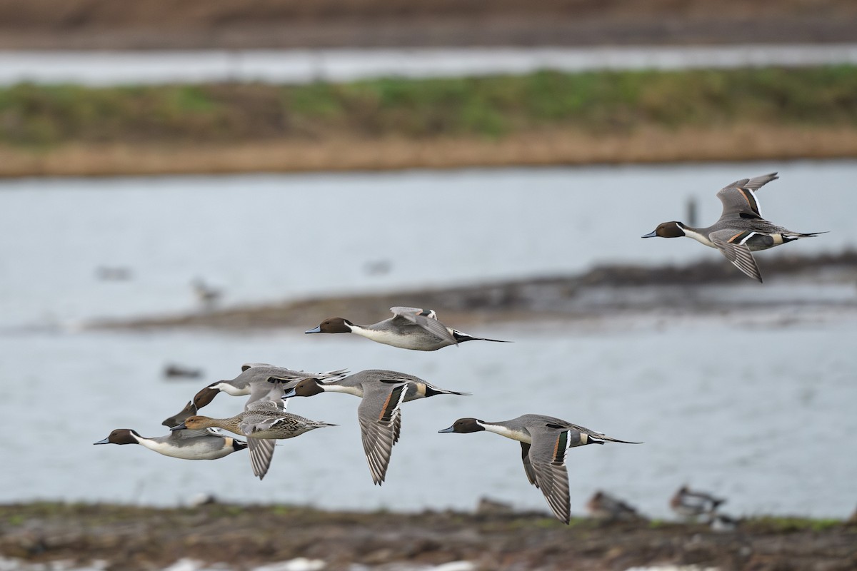 Northern Pintail - ML646647194