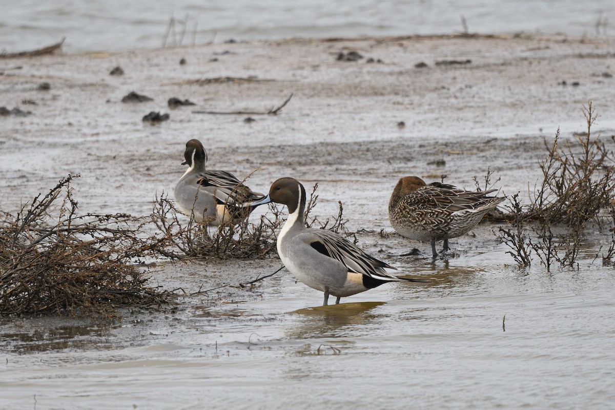 Northern Pintail - ML646647195