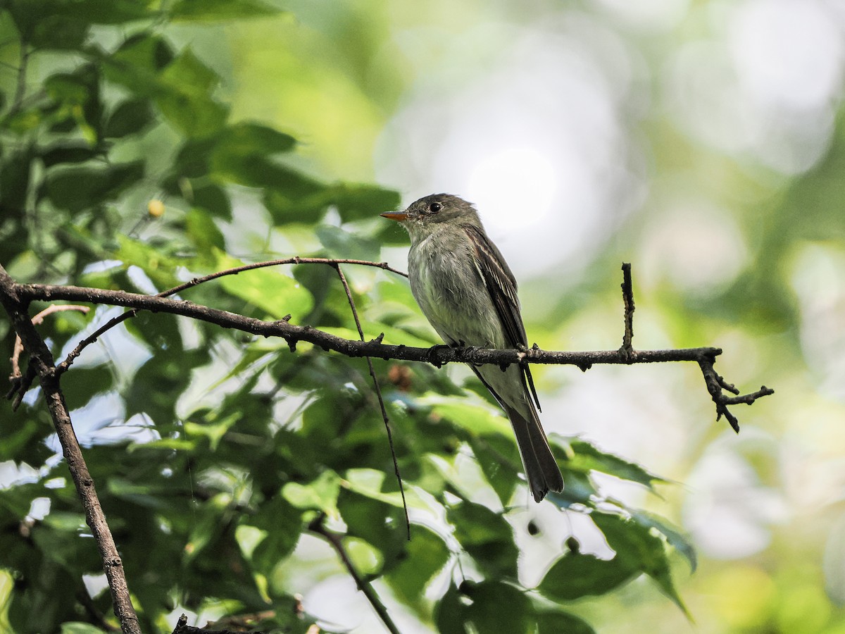 Eastern Wood-Pewee - ML646647201