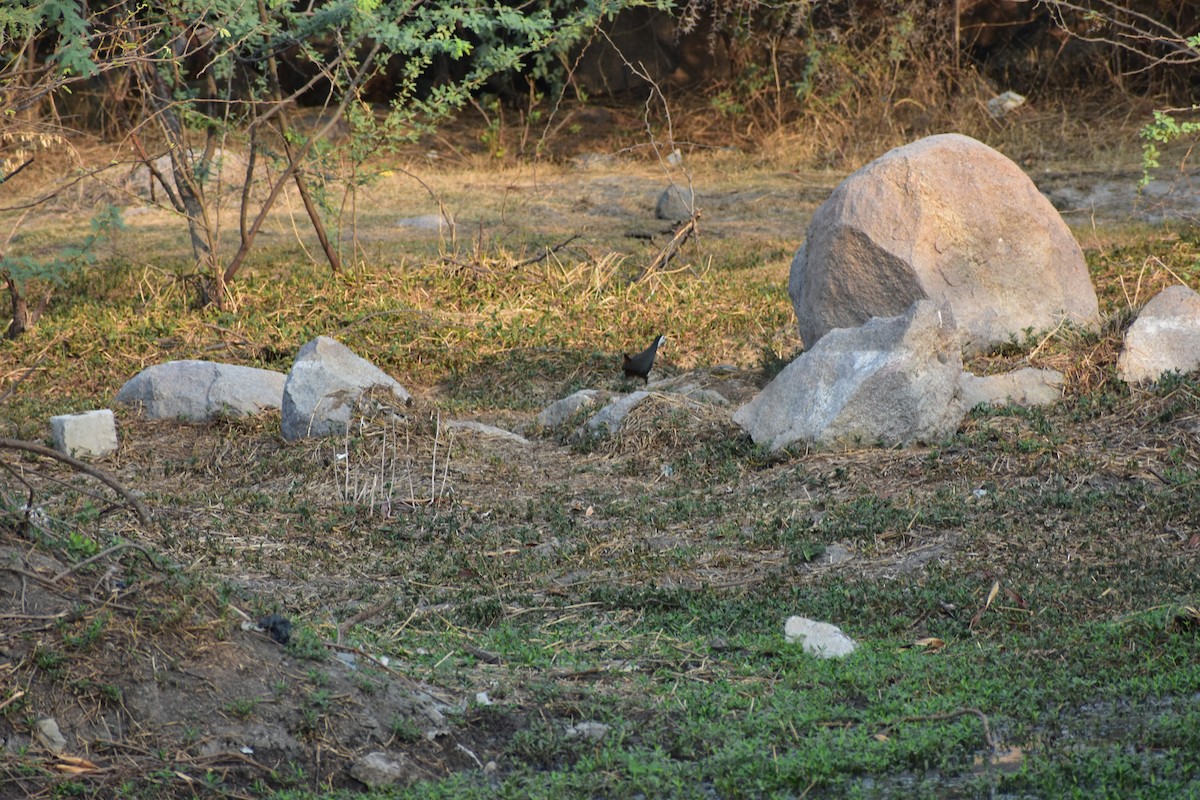 Râle à poitrine blanche - ML646647203