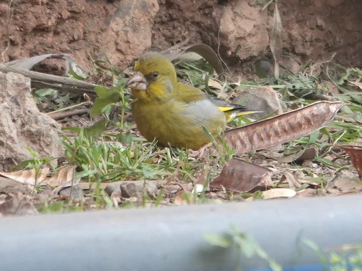 European Greenfinch - ML646647204