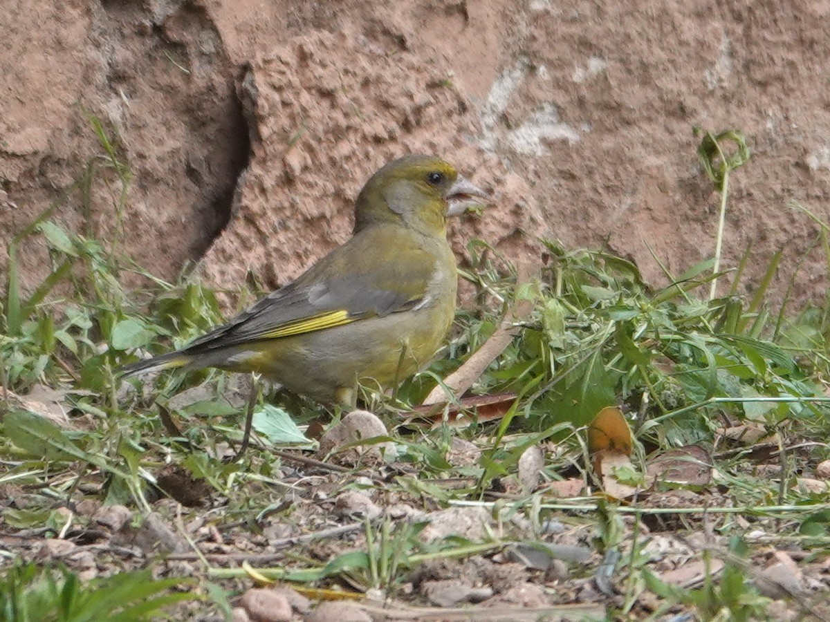 European Greenfinch - ML646647205