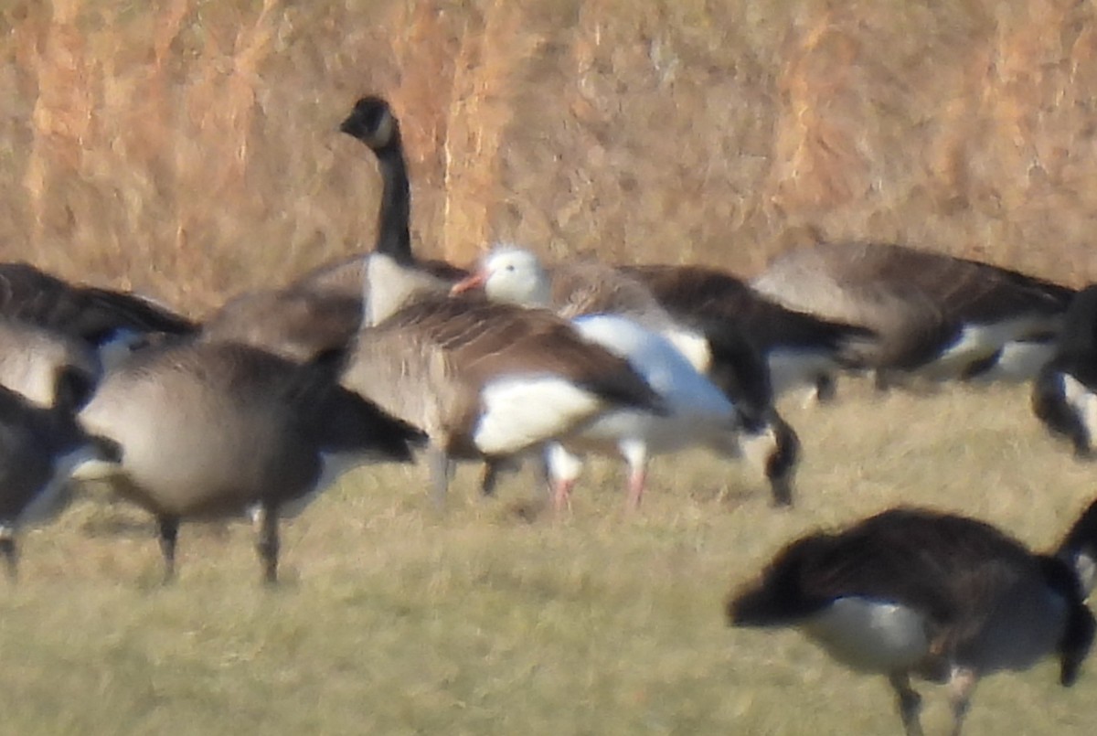 Snow Goose - ML646647207