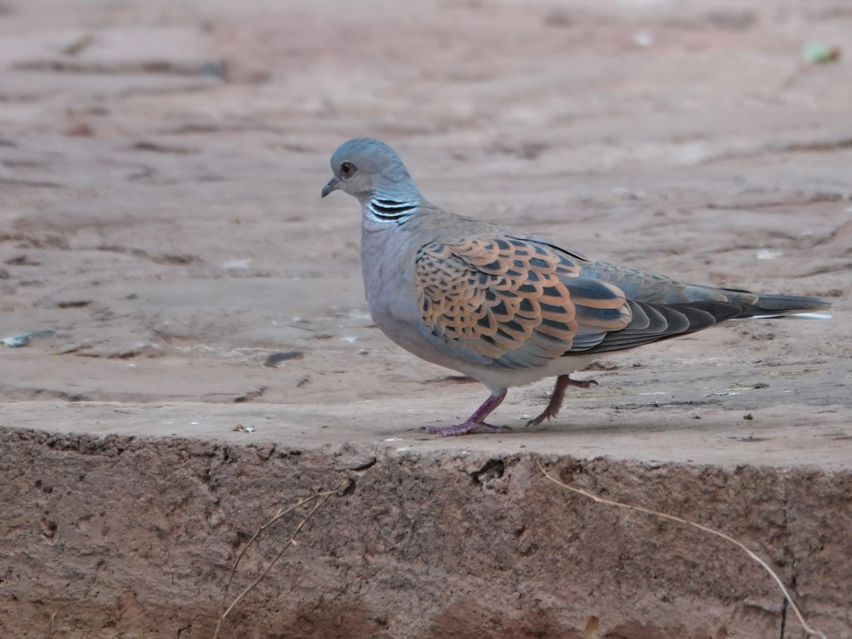 European Turtle-Dove - ML646647208