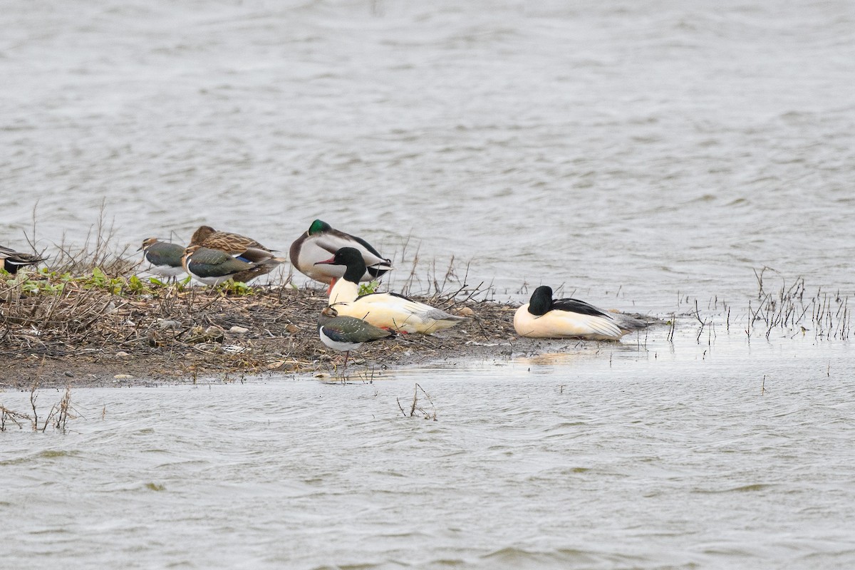 Common Merganser - ML646647209