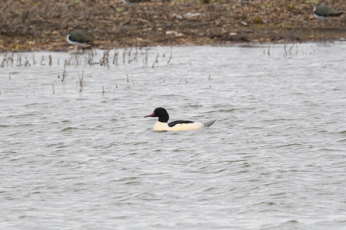 Common Merganser - ML646647210