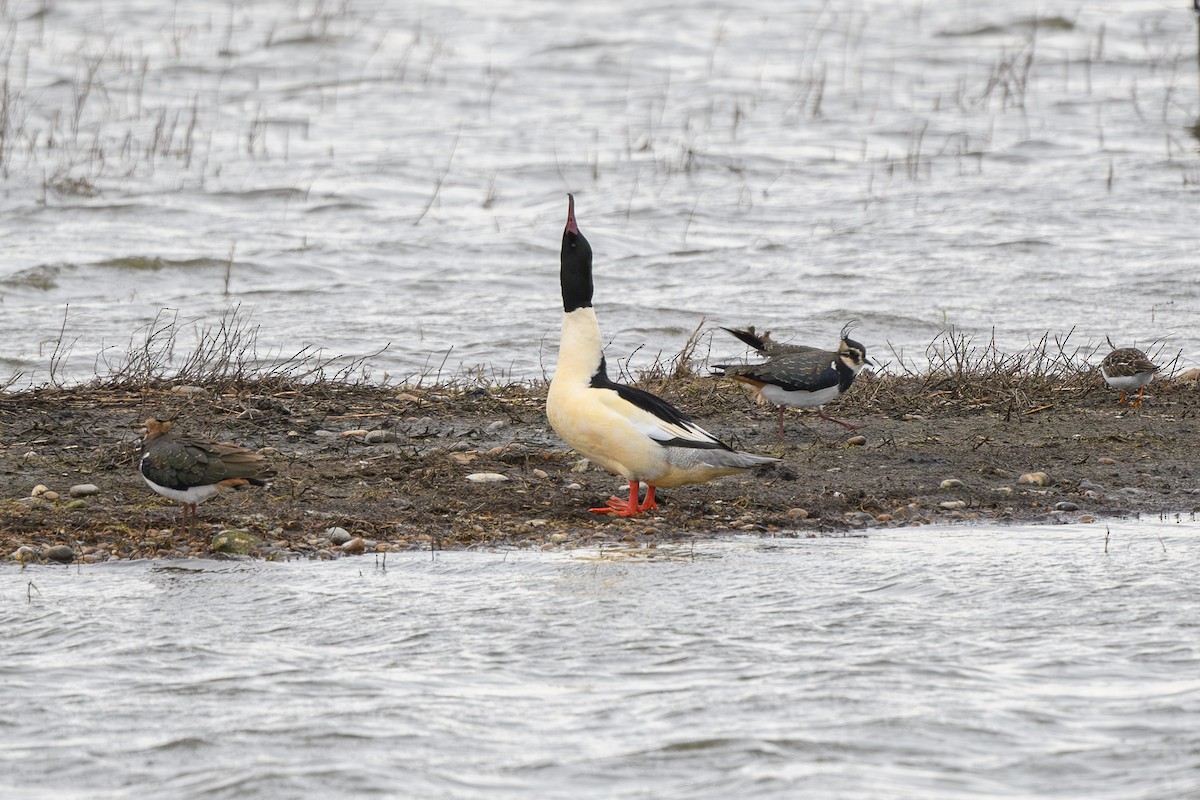 Common Merganser - ML646647211