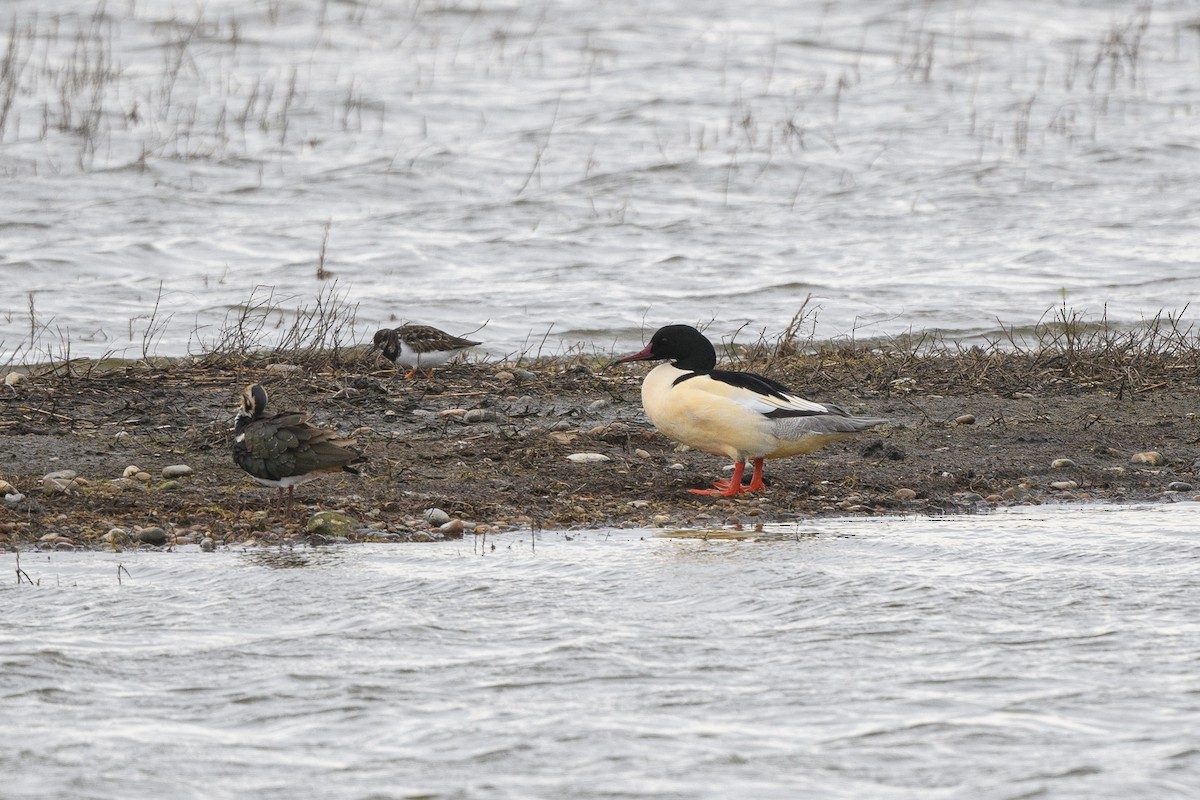 Common Merganser - ML646647212