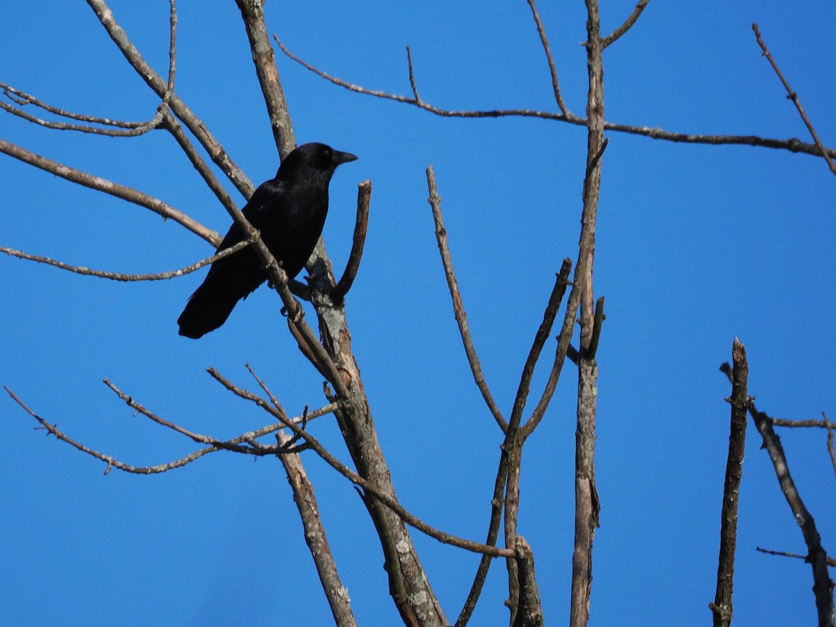 American Crow - ML646647220