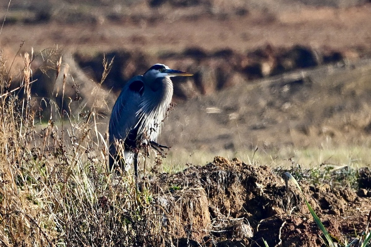 Great Blue Heron - ML646647221