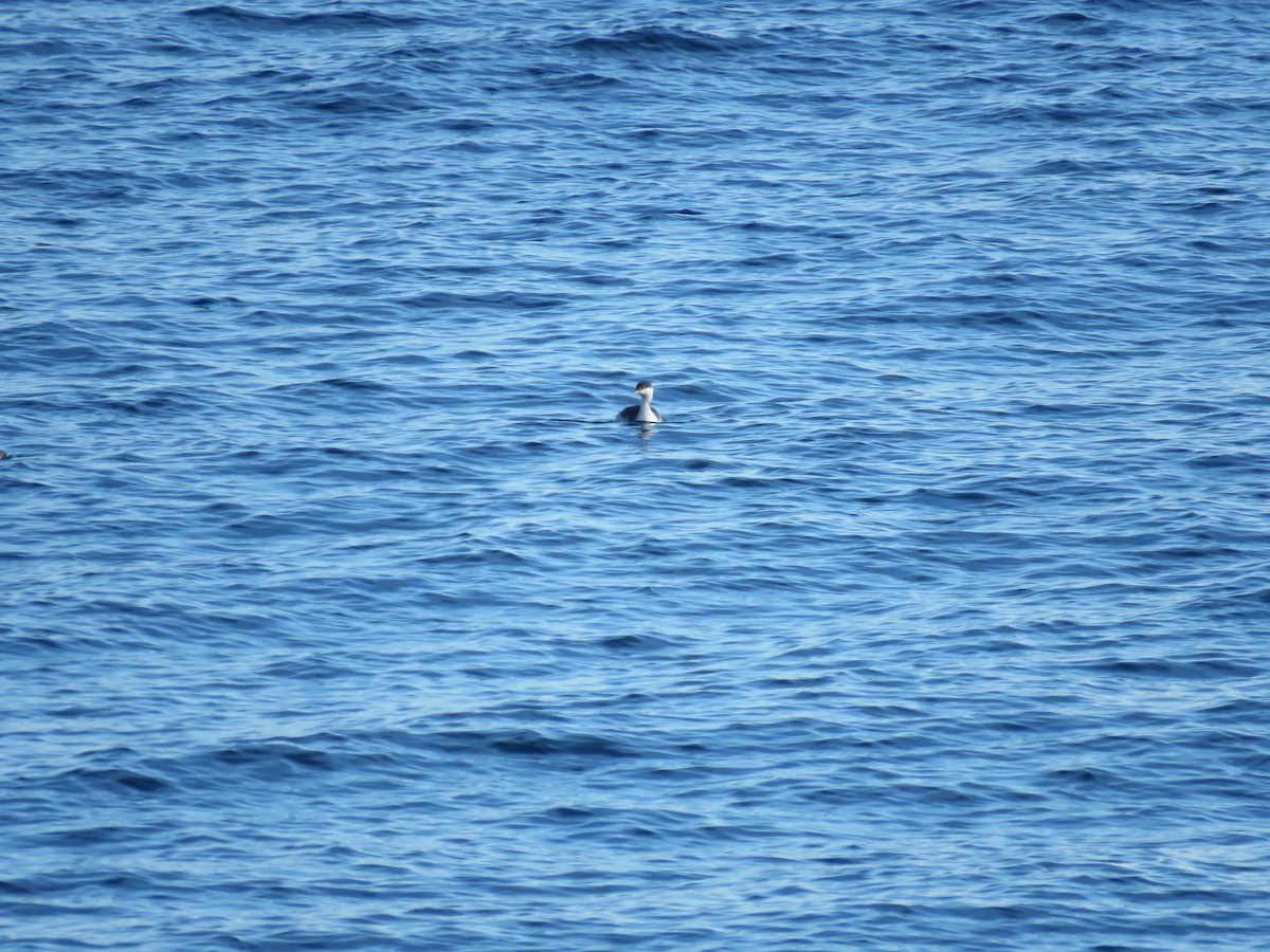 Красношейная поганка - ML646647222