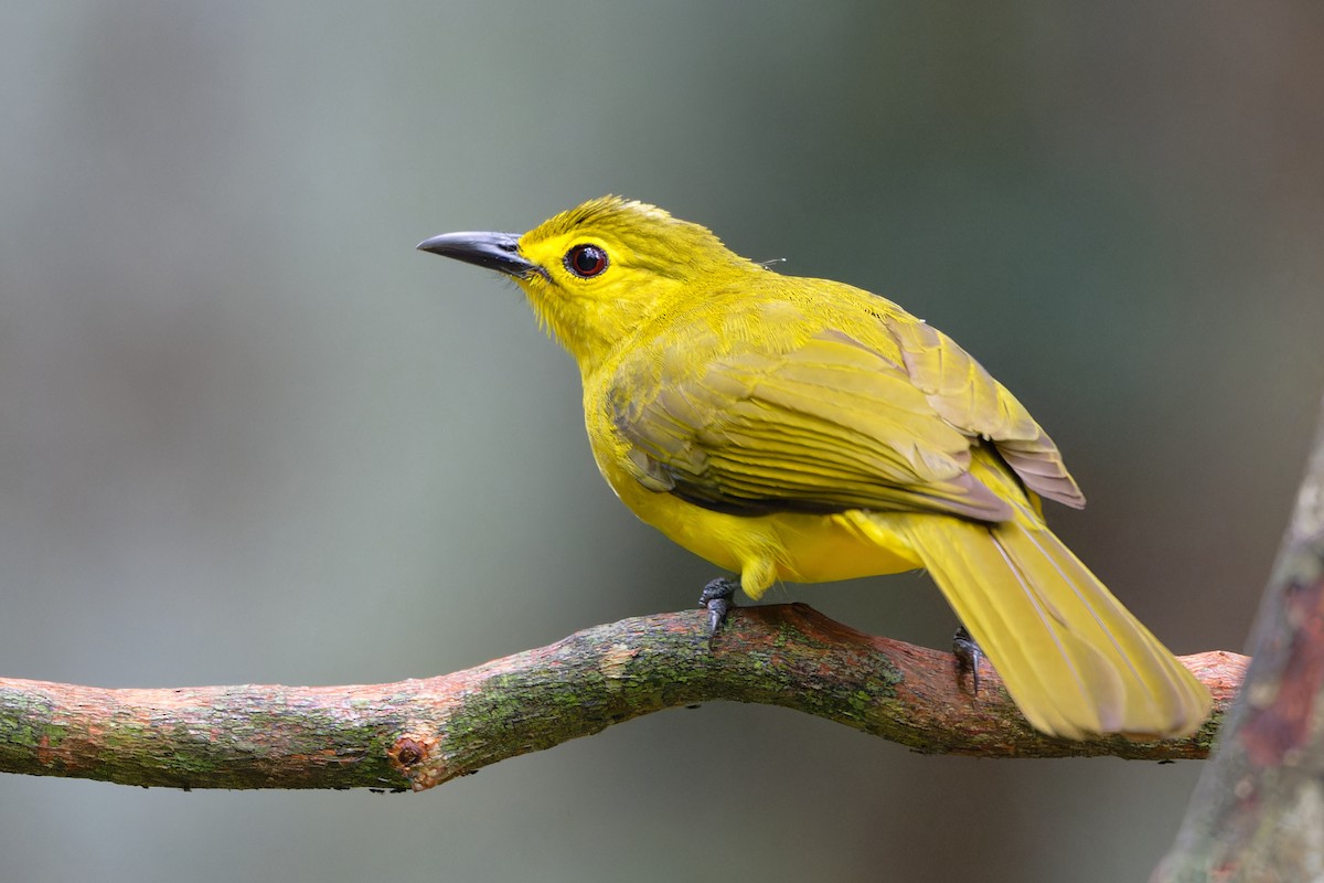 Bulbul à sourcils d'or - ML646647223