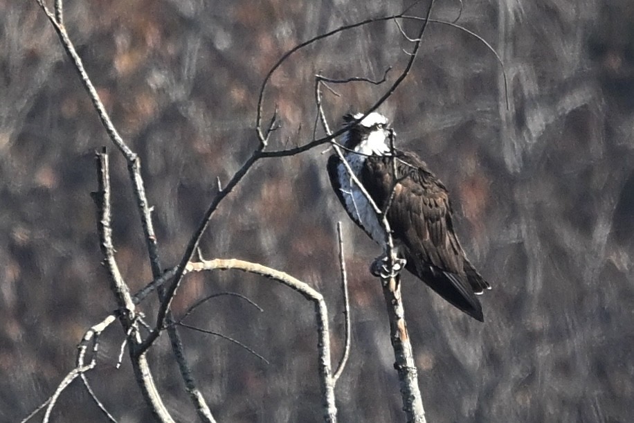 Osprey - ML646647224