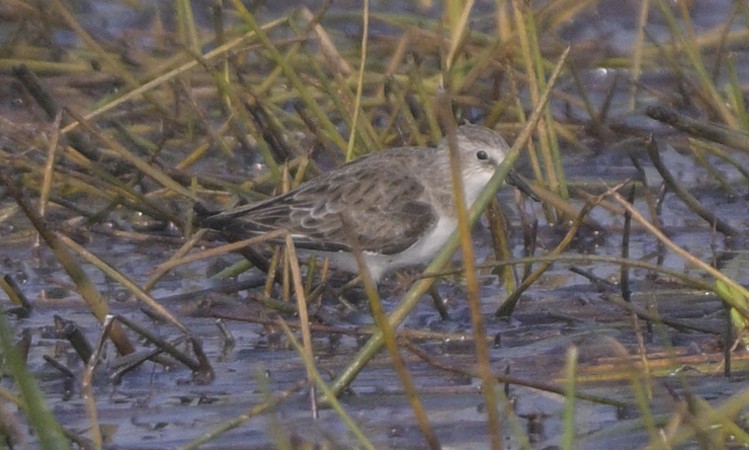 オジロトウネン - ML646647225