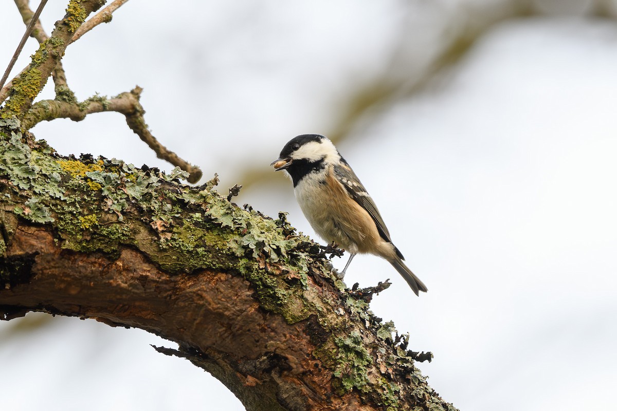 Coal Tit - ML646647226