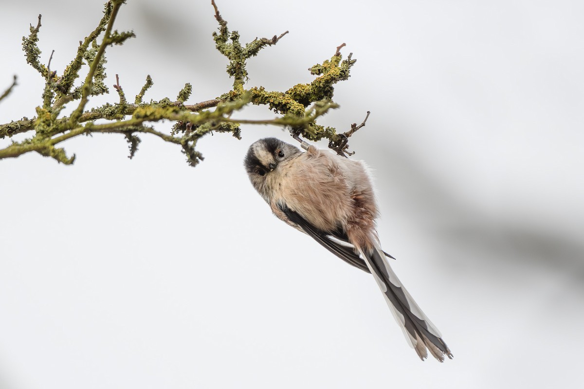 Long-tailed Tit - ML646647227