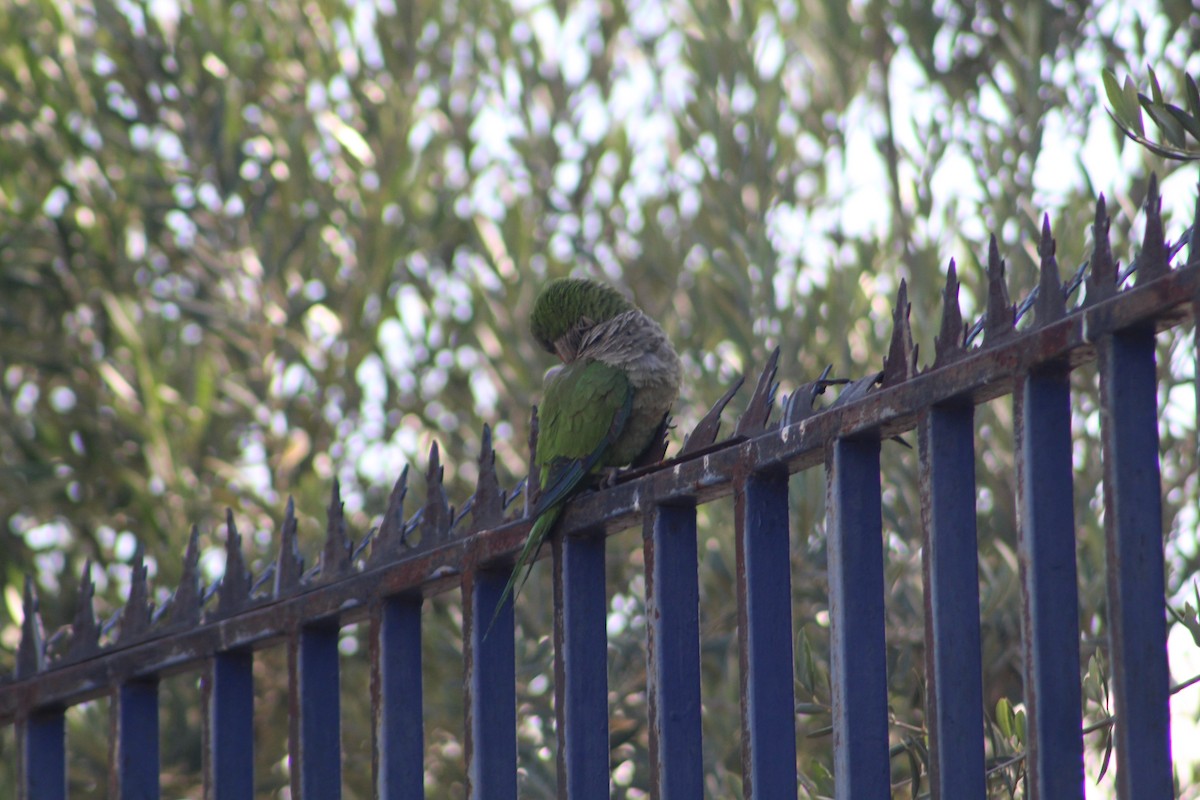 Papagai bulargrisa - ML646647228