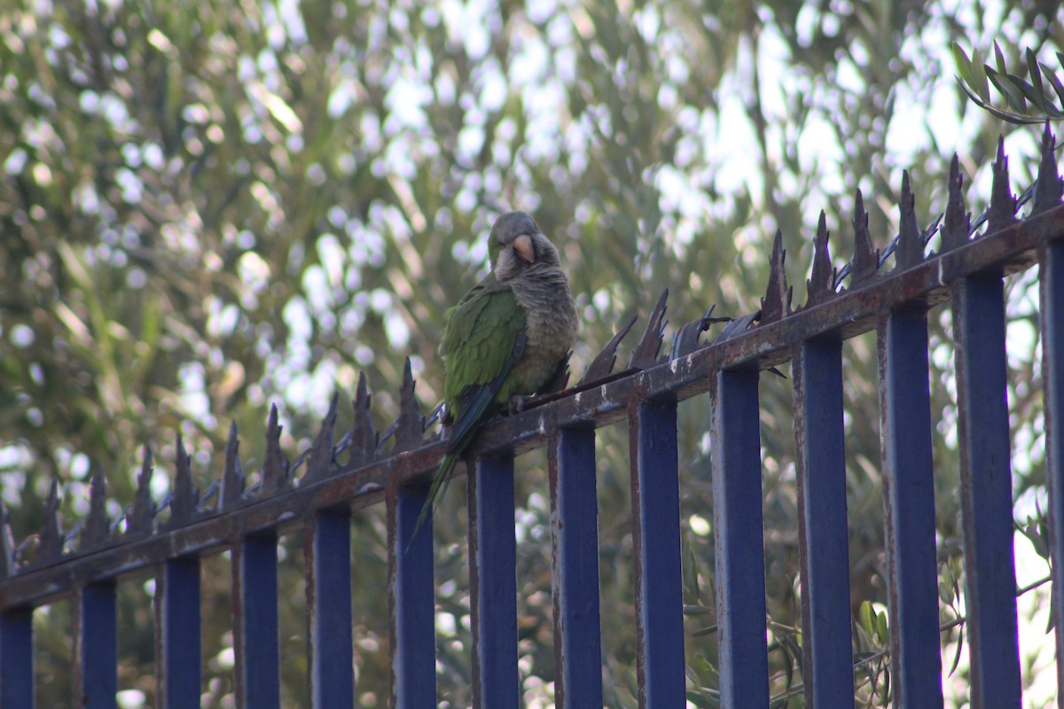 Papagai bulargrisa - ML646647229