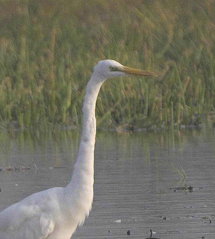 チュウサギ - ML646647230