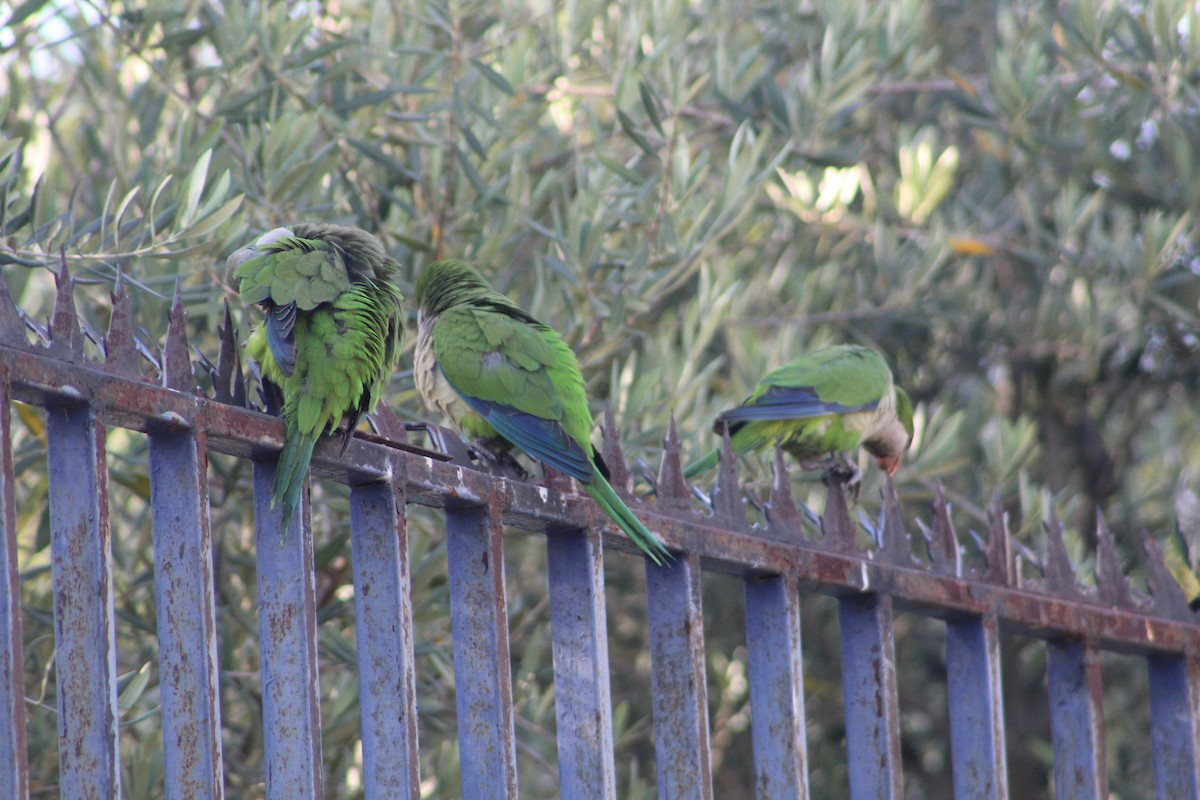 Papagai bulargrisa - ML646647231