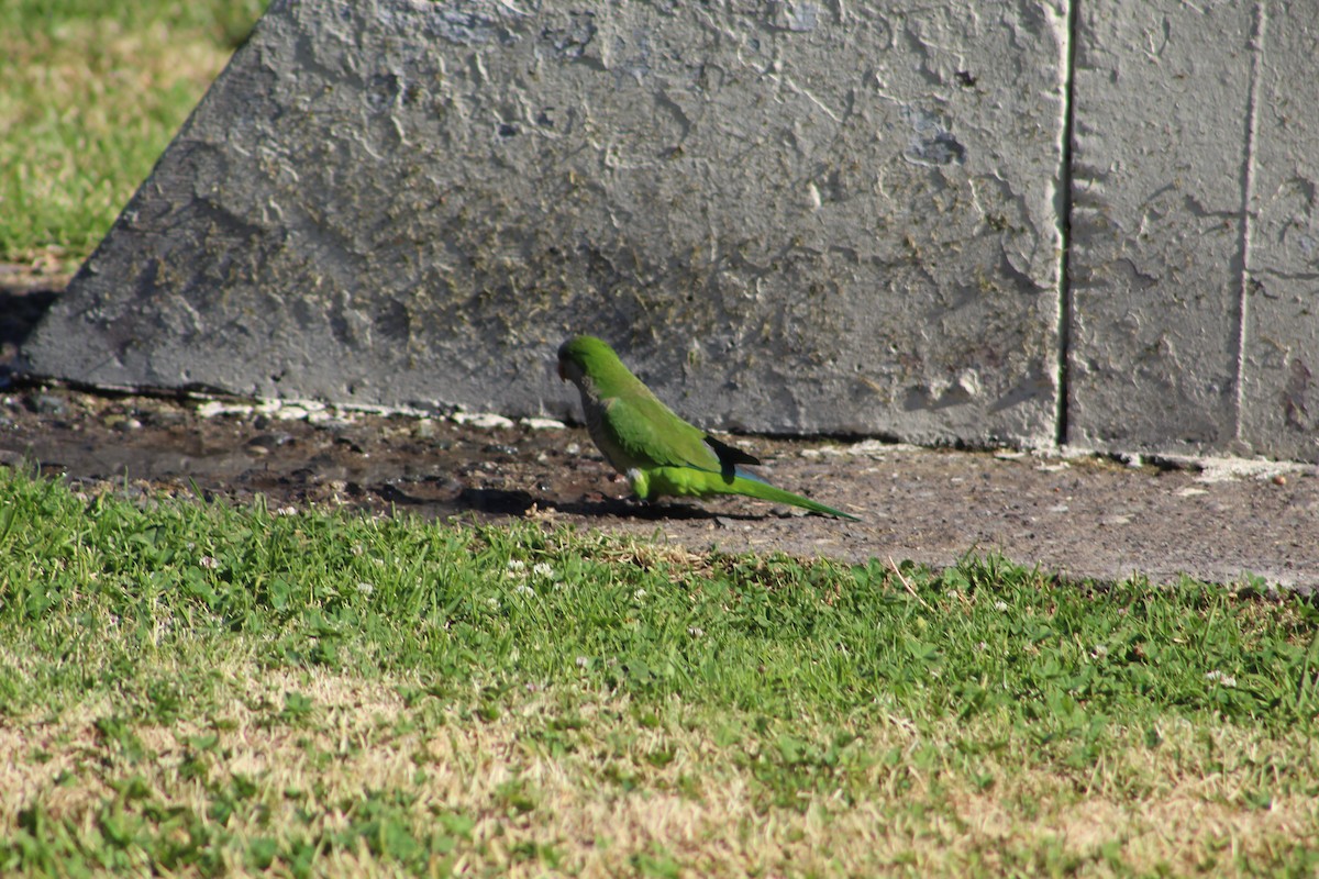 Papagai bulargrisa - ML646647232