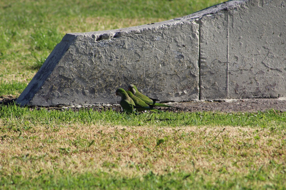 Papagai bulargrisa - ML646647233