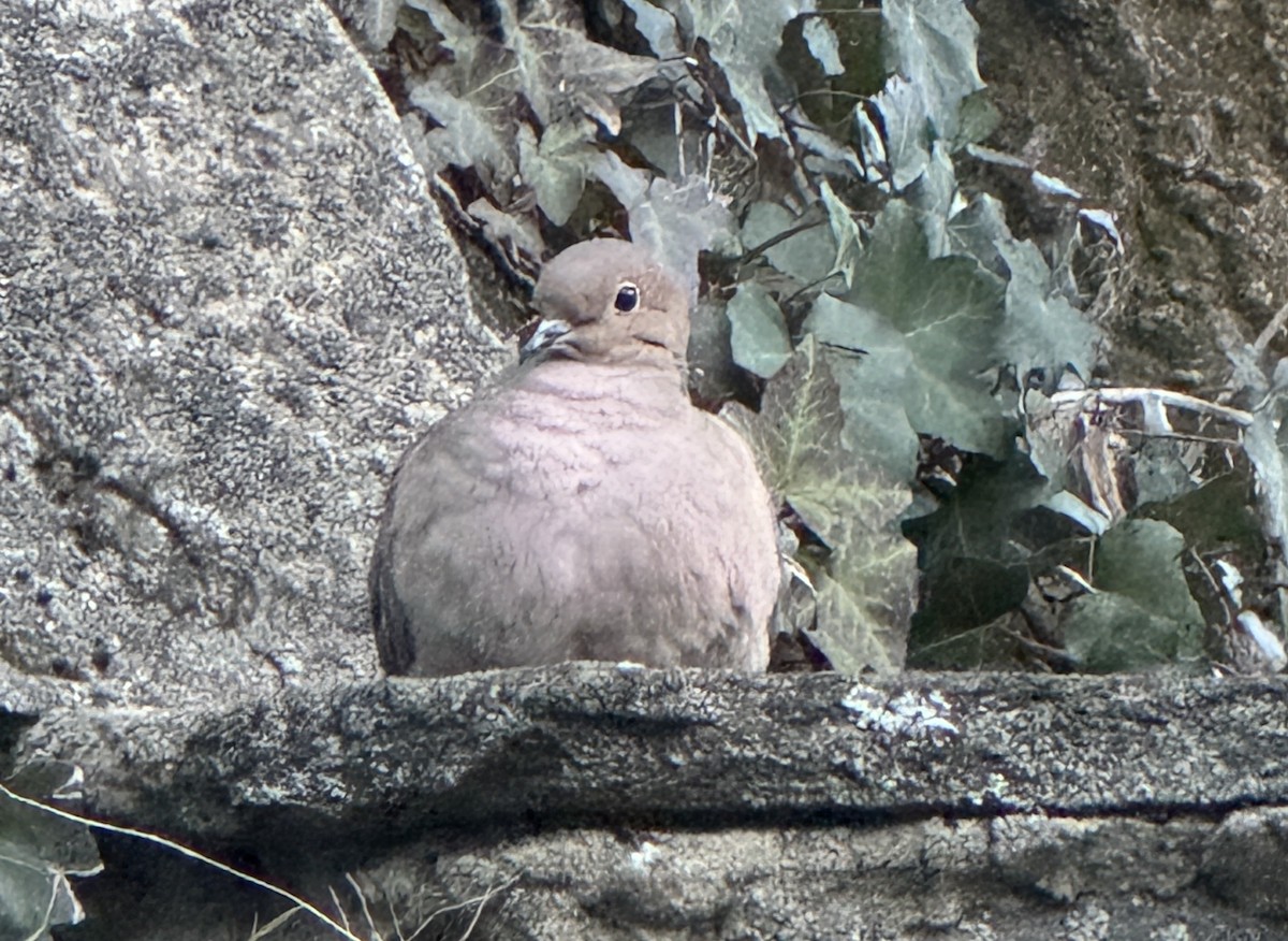 Uzun Kuyruklu Kumru - ML646647235