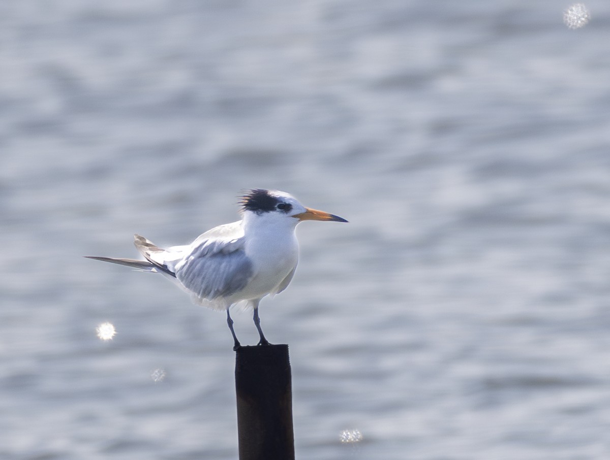 ヒガシシナアジサシ - ML646647236