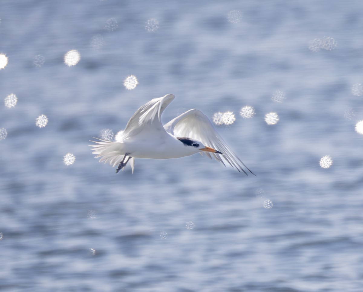 ヒガシシナアジサシ - ML646647237