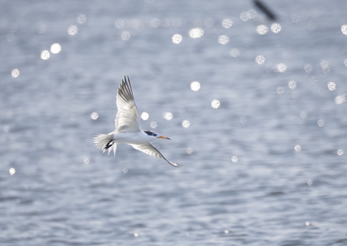 ヒガシシナアジサシ - ML646647238